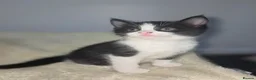 Mixed Breed cats for sale: Kittens looking for their forever homes - Advert 7