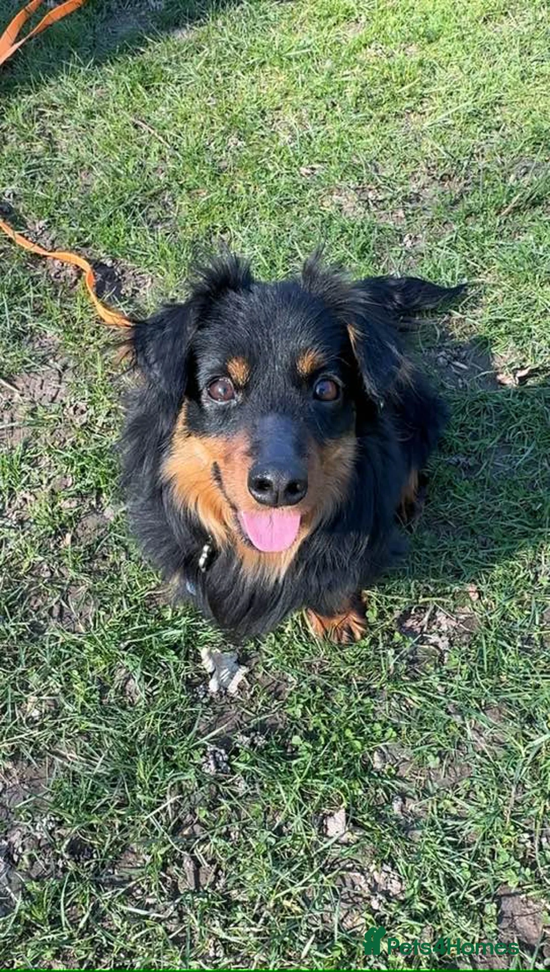 Mixed Breed dogs for adoption: Titchy, tiny one year old, Arthur in Essex in Romford - Advert 8