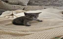 Russian Blue cats for sale: Beautiful Russian Blue cross kittens  - Image 9