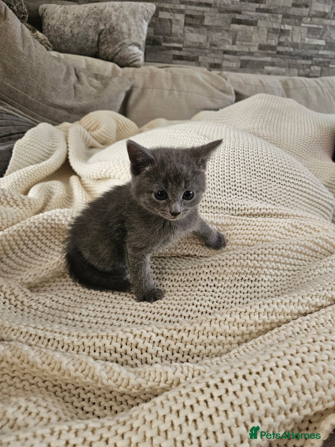 Russian Blue cats for sale: Beautiful Russian Blue cross kittens  - Image 9