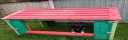 Pug dogs for sale: 15 month old male pug puppy  - Advert 4