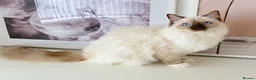 Ragdoll cats for sale: GCCF ACTIVE (FOR BREEDING) SEAL POINT MITTED GIRL - Advert 22