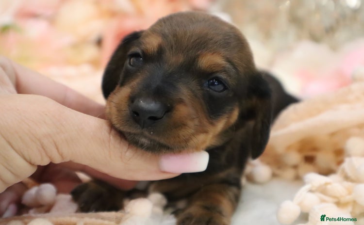 Miniature Dachshund dogs - Advert 2