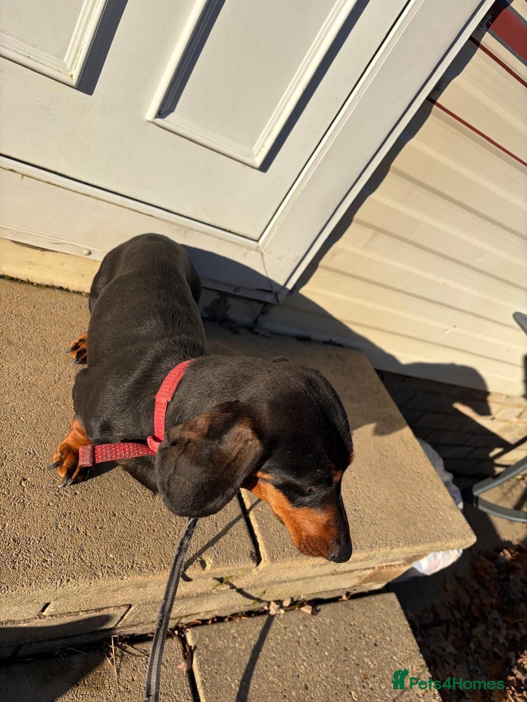 Dachshund dogs for sale: Three beautiful dachshund’s  - Advert 6