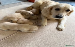 Golden Retriever dogs for sale: Stunning KC Registered Golden Retriever Puppies - Image 13