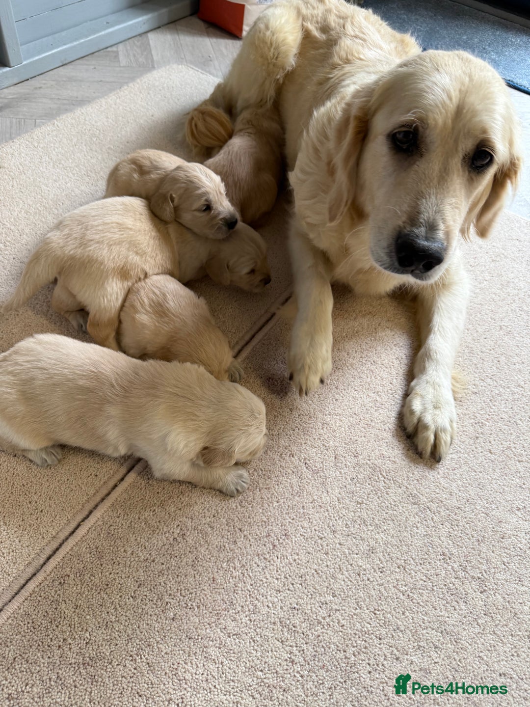 Golden Retriever dogs for sale: Stunning KC Registered Golden Retriever Puppies - Image 13