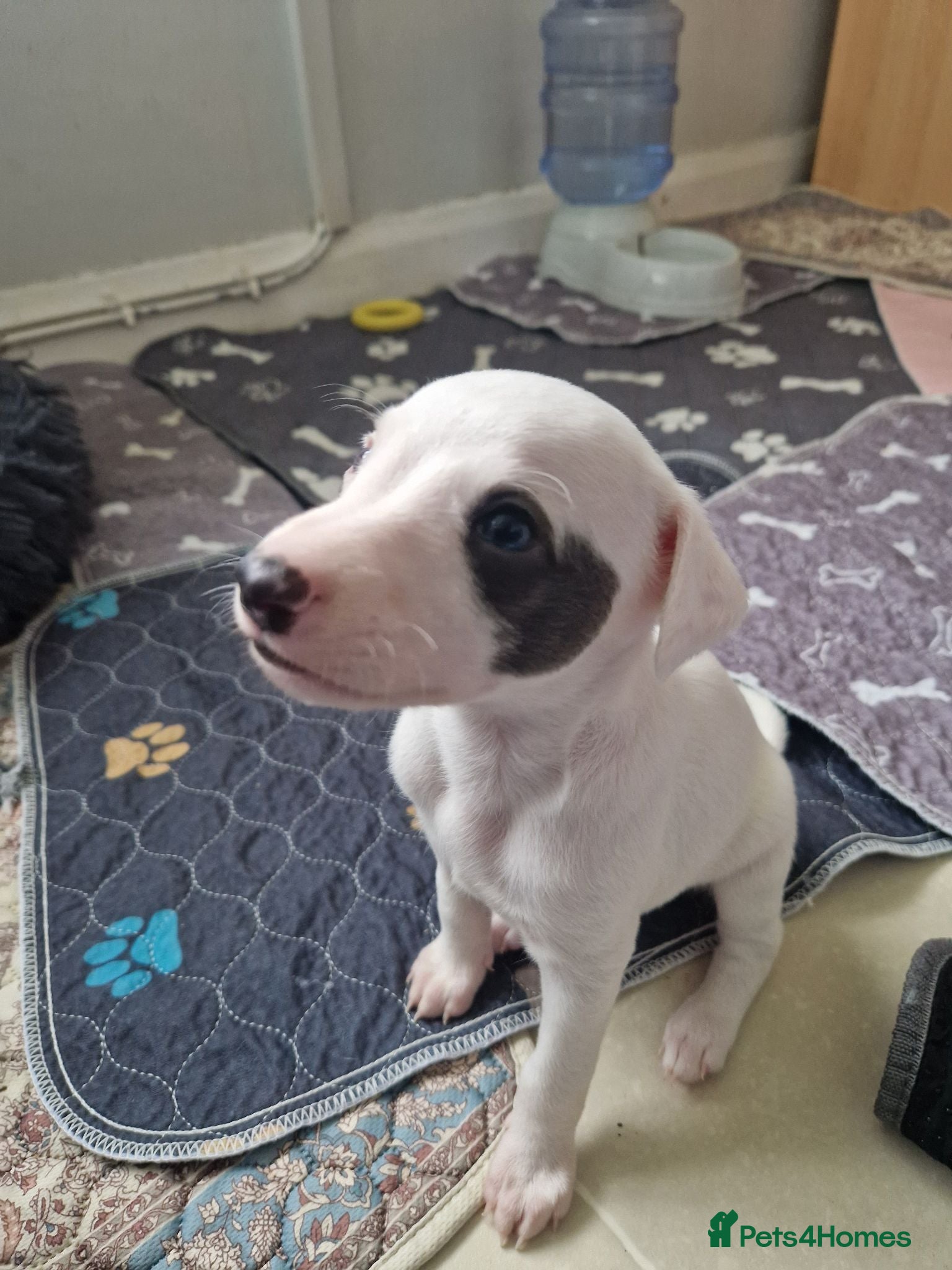Whippet dogs Heart and DNA tested Blue Parti Whippet Puppies. - Advert 4