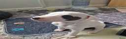 Whippet dogs for sale: Heart and DNA tested Blue Parti Whippet Puppies. - Advert 10