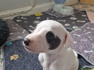 Whippet dogs Heart and DNA tested Blue Parti Whippet Puppies. - Advert 11