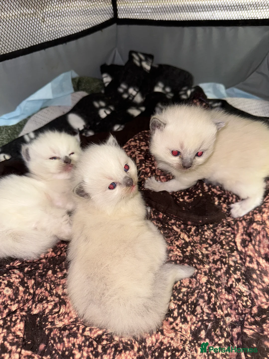 Ragdoll cats for sale: Bluepoint ragdoll- all reserved  - Advert 5