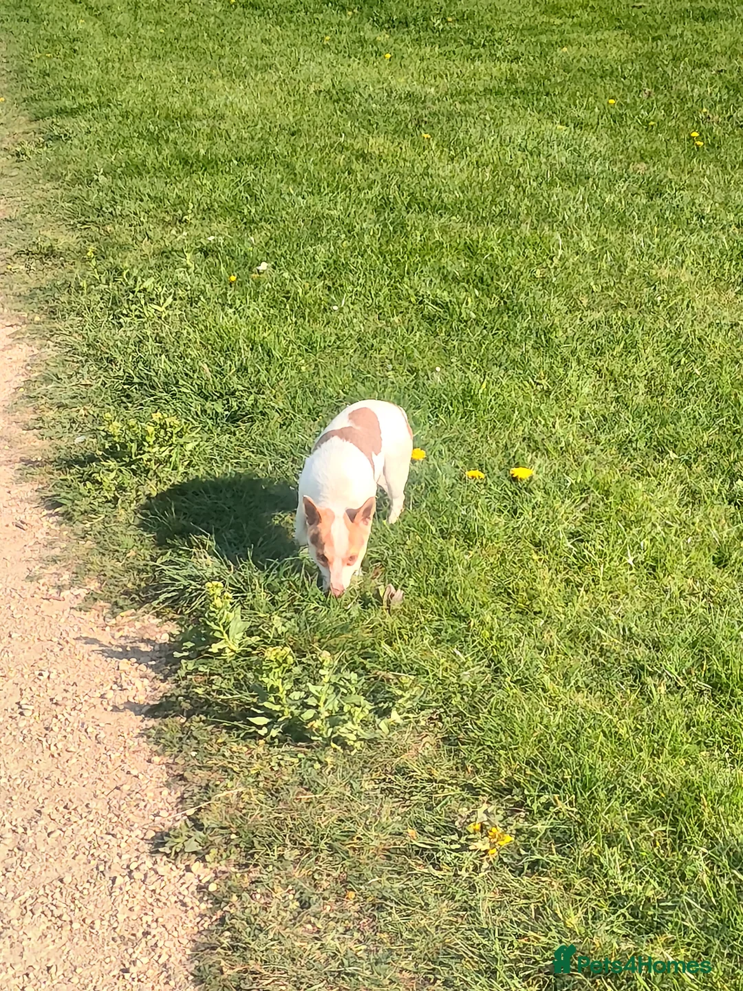 Jack Russell dogs for stud: Stud jack Russell mini,pics and proof of litter - Advert 2