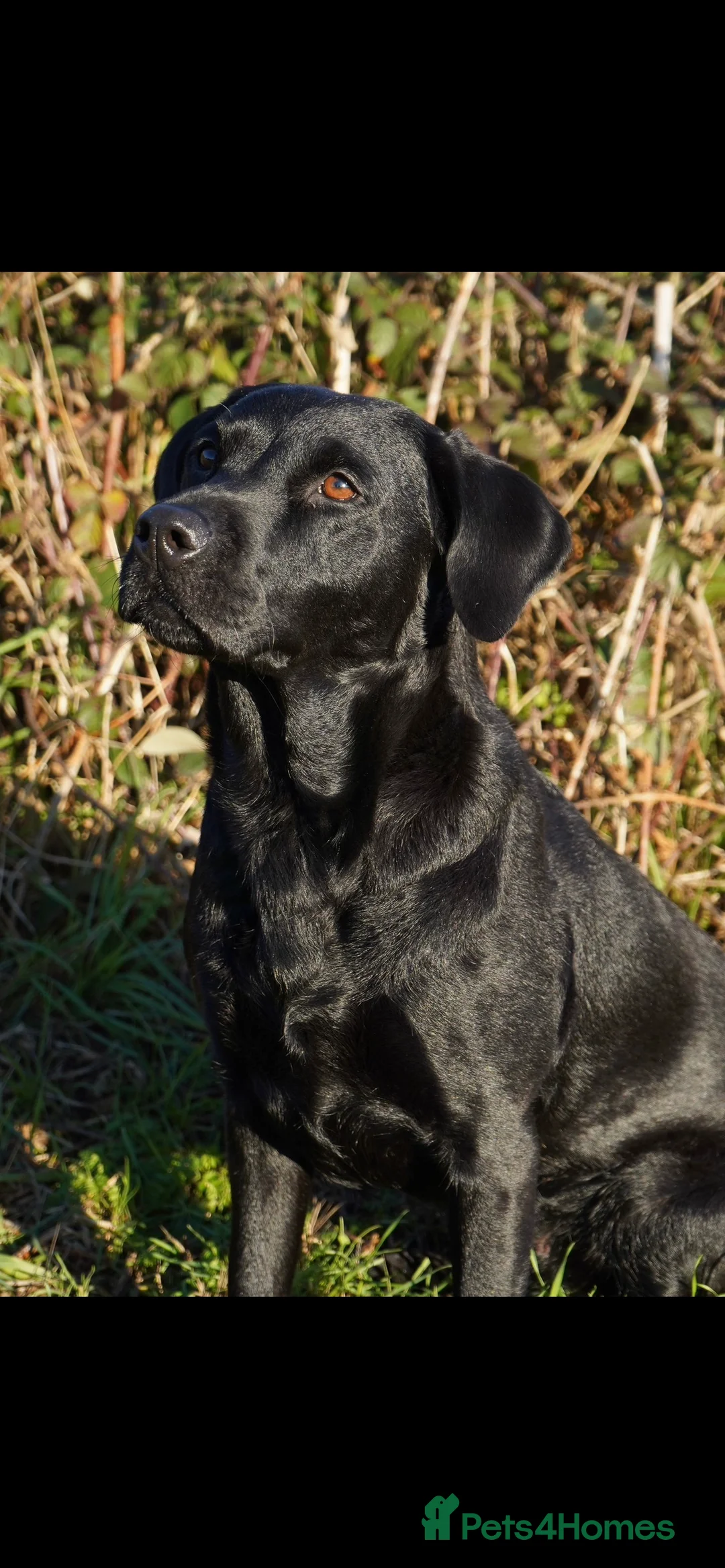 Labrador Retriever dogs for sale: Non KC registered Labrador Puppy - Advert 6