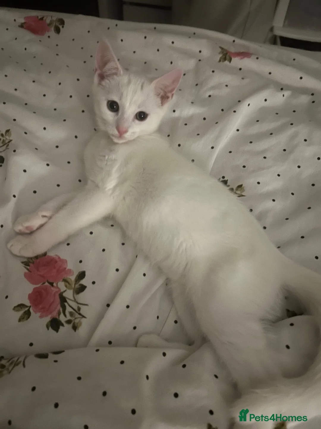 European cats for sale: 4 month old male kitten in Bristol - Advert 2