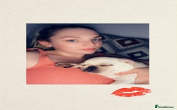 Pug dogs for sale: Rehoming our beautiful girl Bella :(  - Image 7
