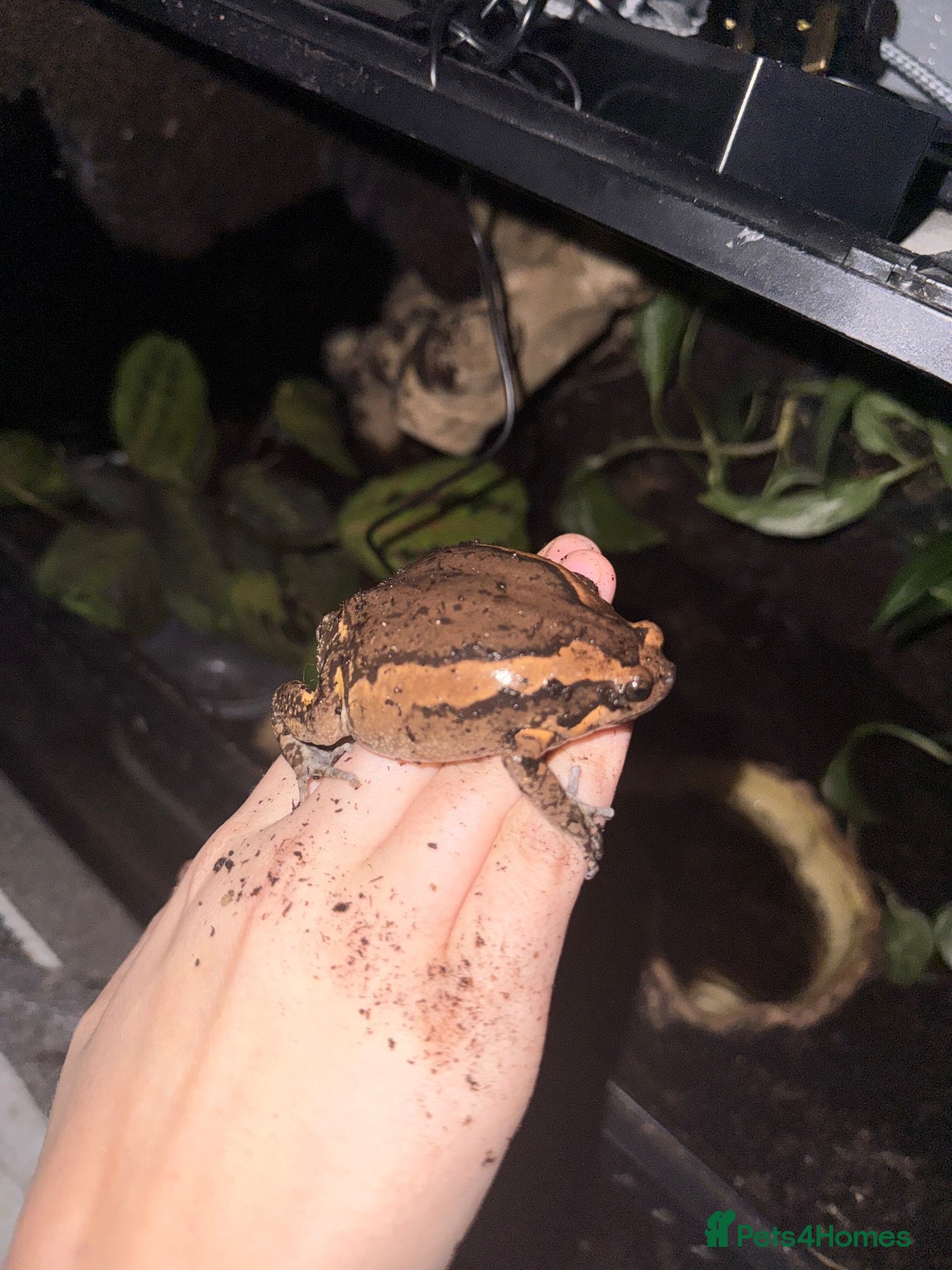 Frog reptiles for sale: 3 Chubby Frogs - Advert 1