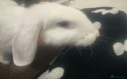 Dwarf Lop rabbits for sale: Wonderful rabbit  - Image 2