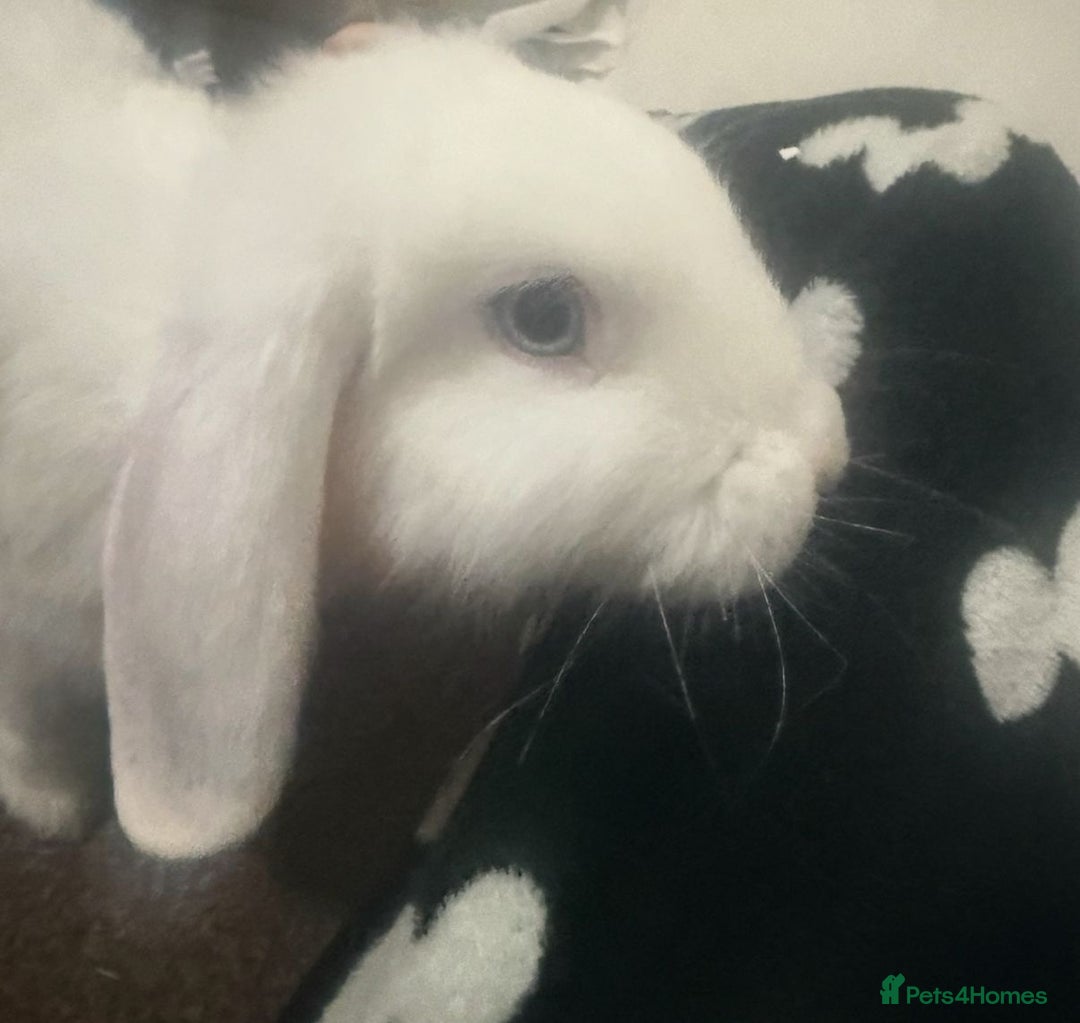 Dwarf Lop rabbits for sale: Wonderful rabbit  - Image 2