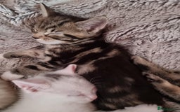 Mixed Breed cats for sale: kittens - Image 11