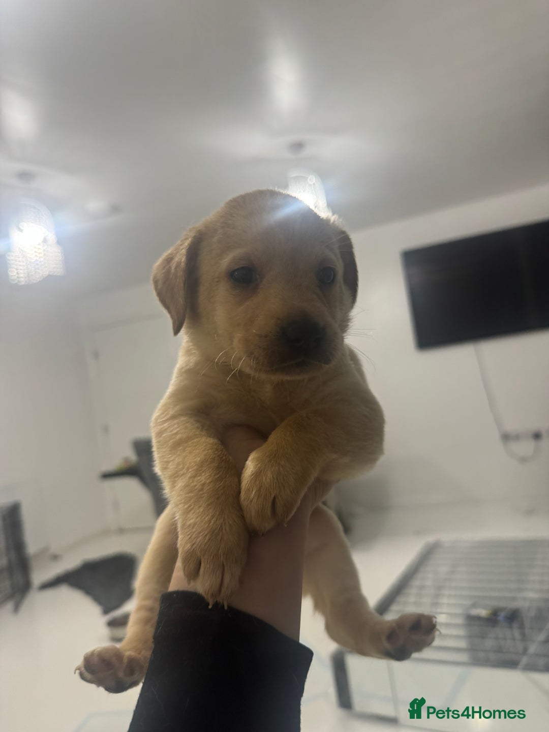 Labrador Retriever dogs for sale: Full breed Labrador retriever puppy’s  - Image 16