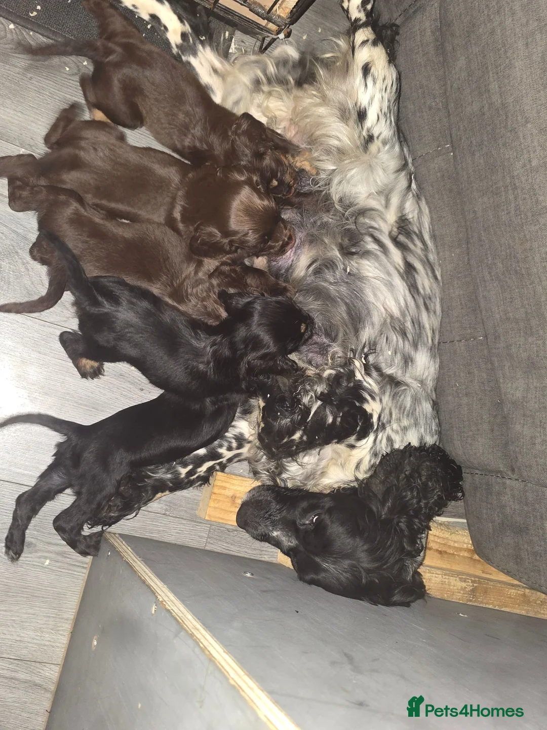 Cocker Spaniel dogs for sale: Gorgeous working cockers - Advert 6
