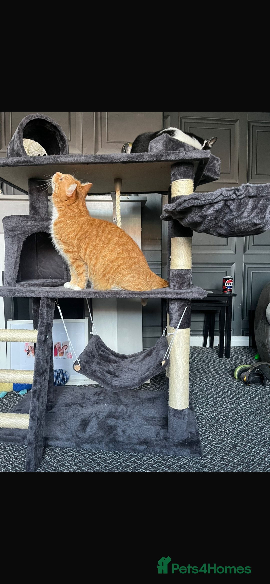 Munchkin cats for sale: Rehoming Male Cat – Quiet Home Needed  - Image 6
