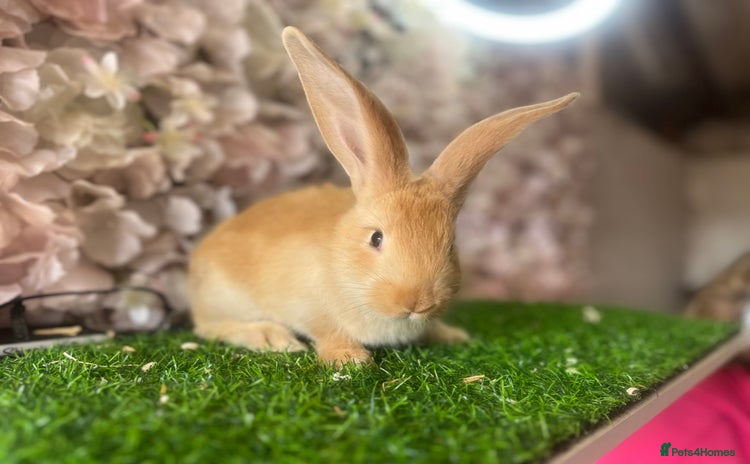 Continental Giant rabbits - Advert 1