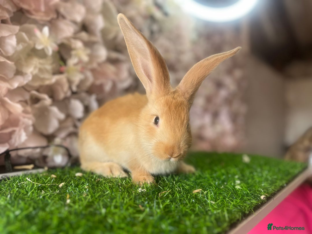 Continental Giant rabbits for sale: Pure continental giant  - Image 1
