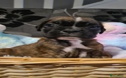 Boxer dogs for sale:  Puppies KC – Exceptional Champion Bloodlines 🐾 - Image 25