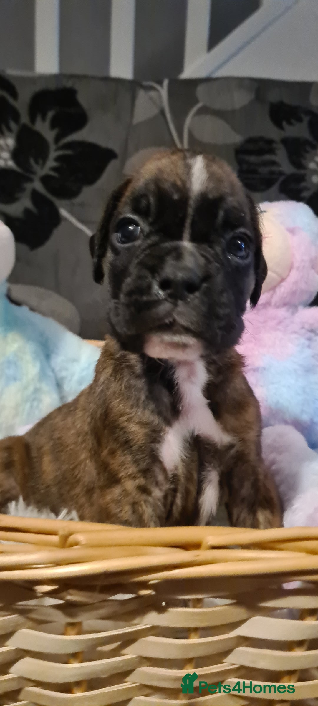 Boxer dogs for sale:  Puppies KC – Exceptional Champion Bloodlines 🐾 - Image 25
