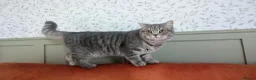 British Shorthair cats for sale: 🐾 Beautiful British Shorthair / Longhair Kittens  - Advert 21