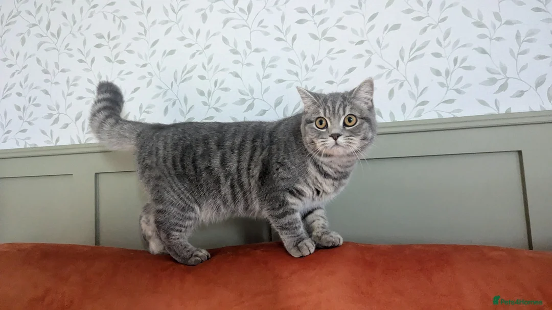British Shorthair cats for sale: 🐾 Beautiful British Shorthair / Longhair Kittens  - Advert 21