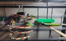 Finches birds for sale: 7 Gouldian Finches in beautiful condition - Advert 4