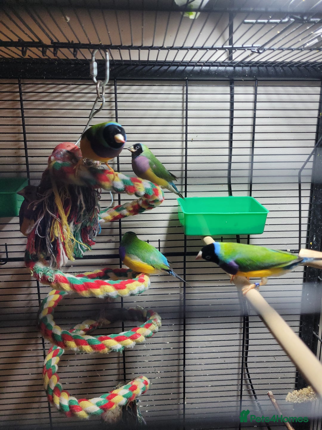Finches birds for sale: 7 Gouldian Finches in beautiful condition - Advert 4