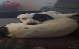 Mixed Breed dogs for adoption: 10 Month Old Clover is looking for a forever home  - Image 8