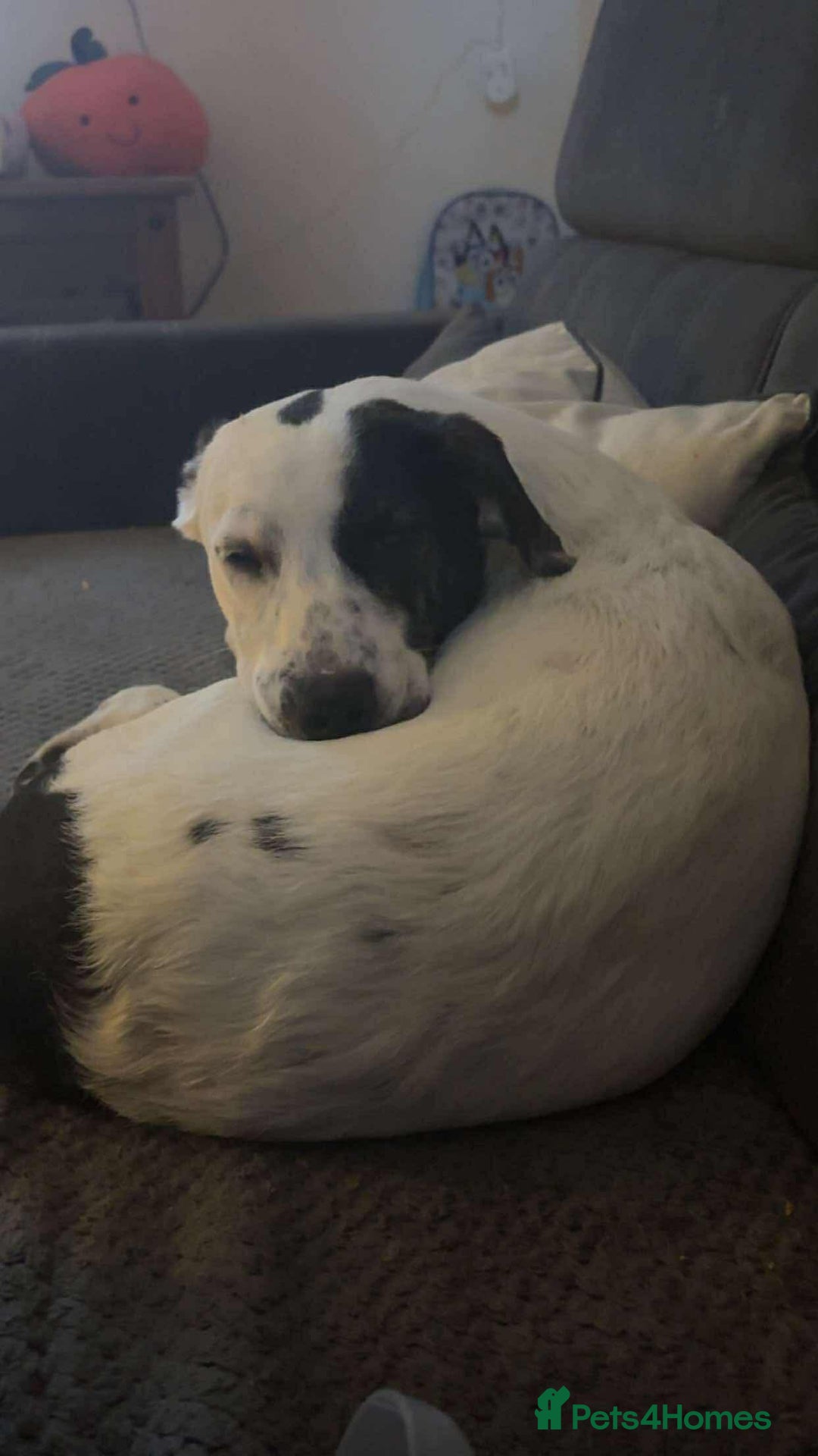 Mixed Breed dogs for adoption: 10 Month Old Clover is looking for a forever home  - Image 8