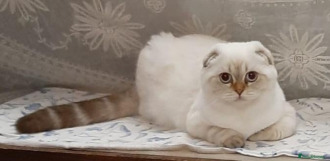 Scottish Fold cats Beautiful TICA Registered Scottish Fold Kittens - Advert 1