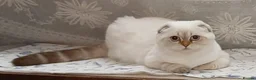 Scottish Fold cats for sale: Beautiful TICA Registered Scottish Fold Kittens - Advert 1