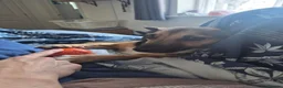 Jack Russell dogs for sale: Gus: Affectionate Jack Russell Seeks Loving Home - Advert 13