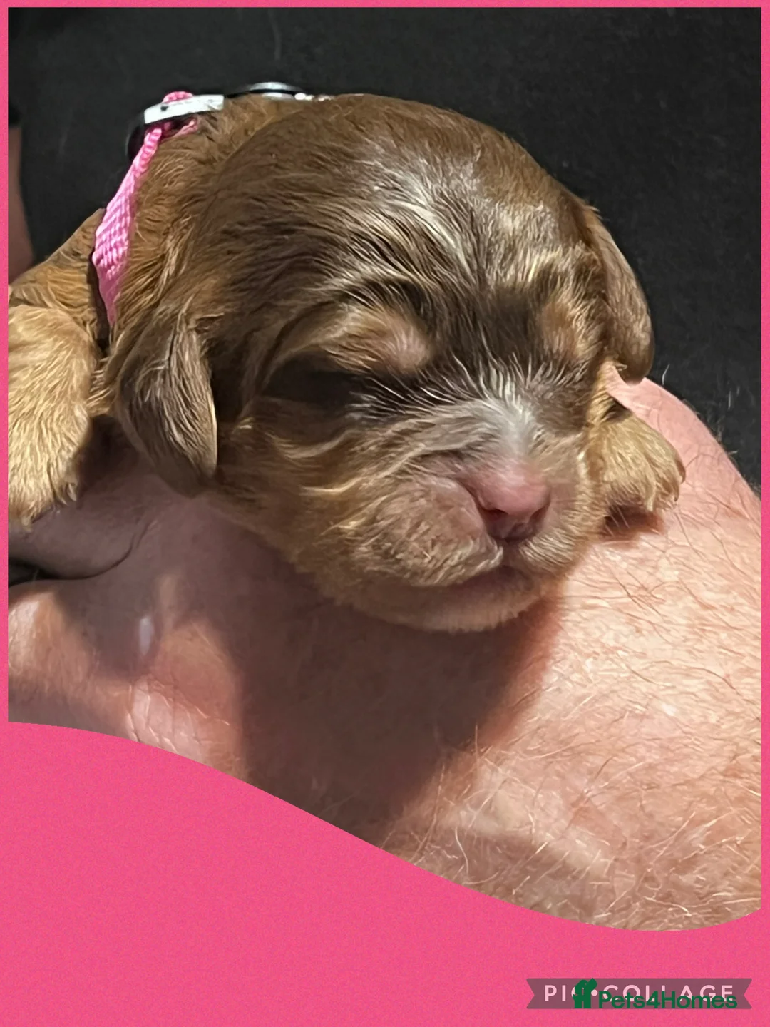 Cockapoo dogs for sale: Beautiful F1 Cockapoos DNA health tested parents.  - Advert 12