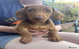 Miniature Dachshund dogs for sale: Beautiful miniature dachshund girl  - Image 5