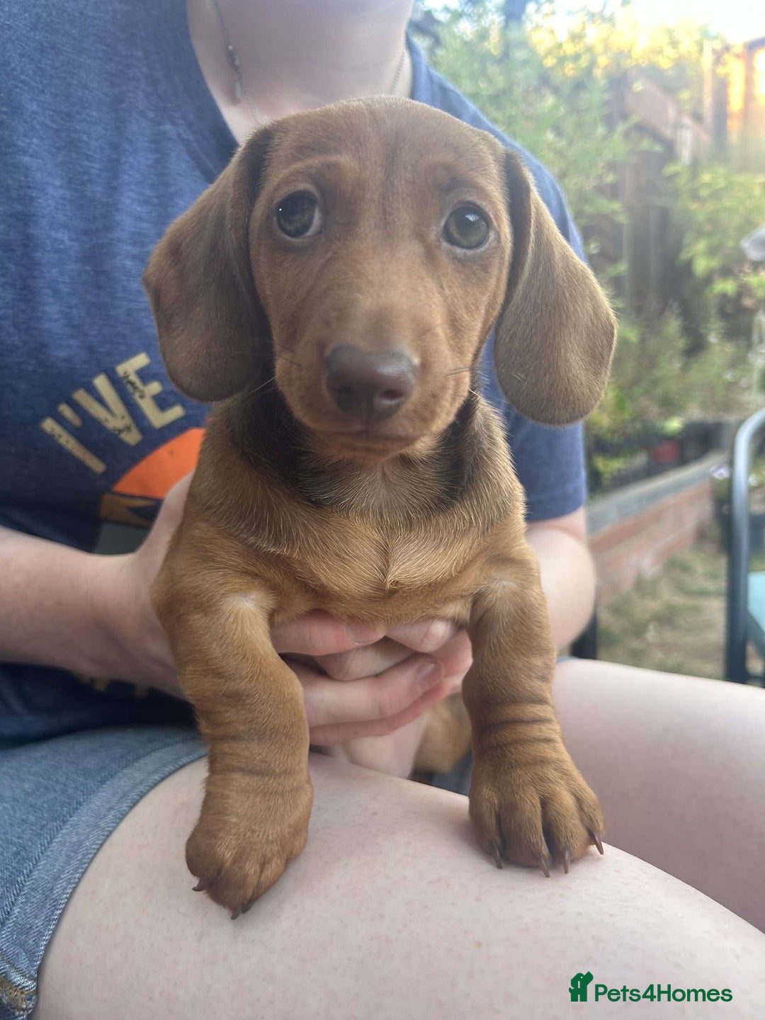 Miniature Dachshund dogs for sale: Beautiful miniature dachshund girl  - Image 5