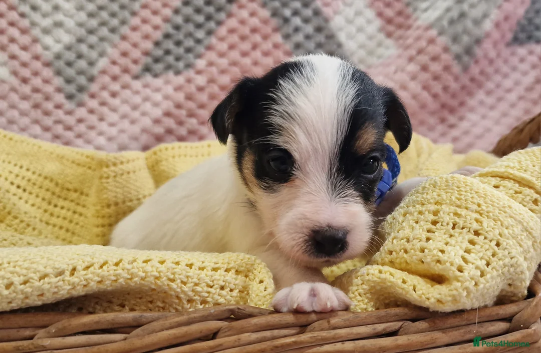 Jack Russell dogs for sale: KC reg Jack Russell pups, parents DNA health teste - Advert 27