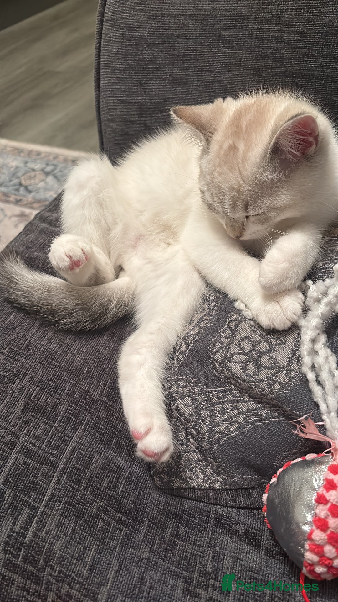 British Shorthair cats for sale: 3 months adorable boy for sale - Advert 5