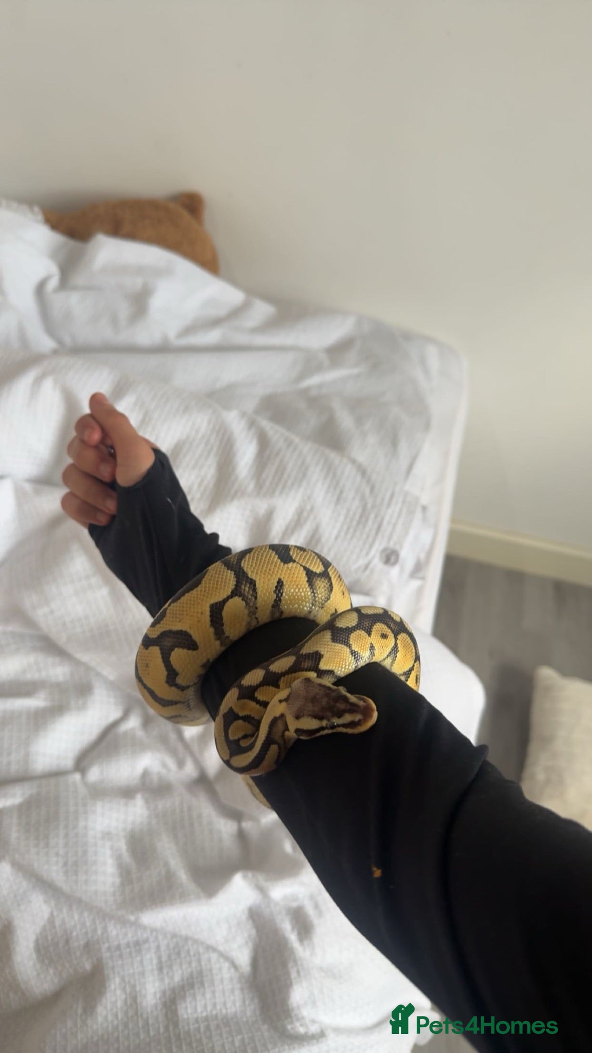 Snake reptiles royal ball python female  - Advert 4