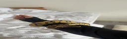 Snake reptiles for sale: royal ball python female  in Kettering - Advert 1