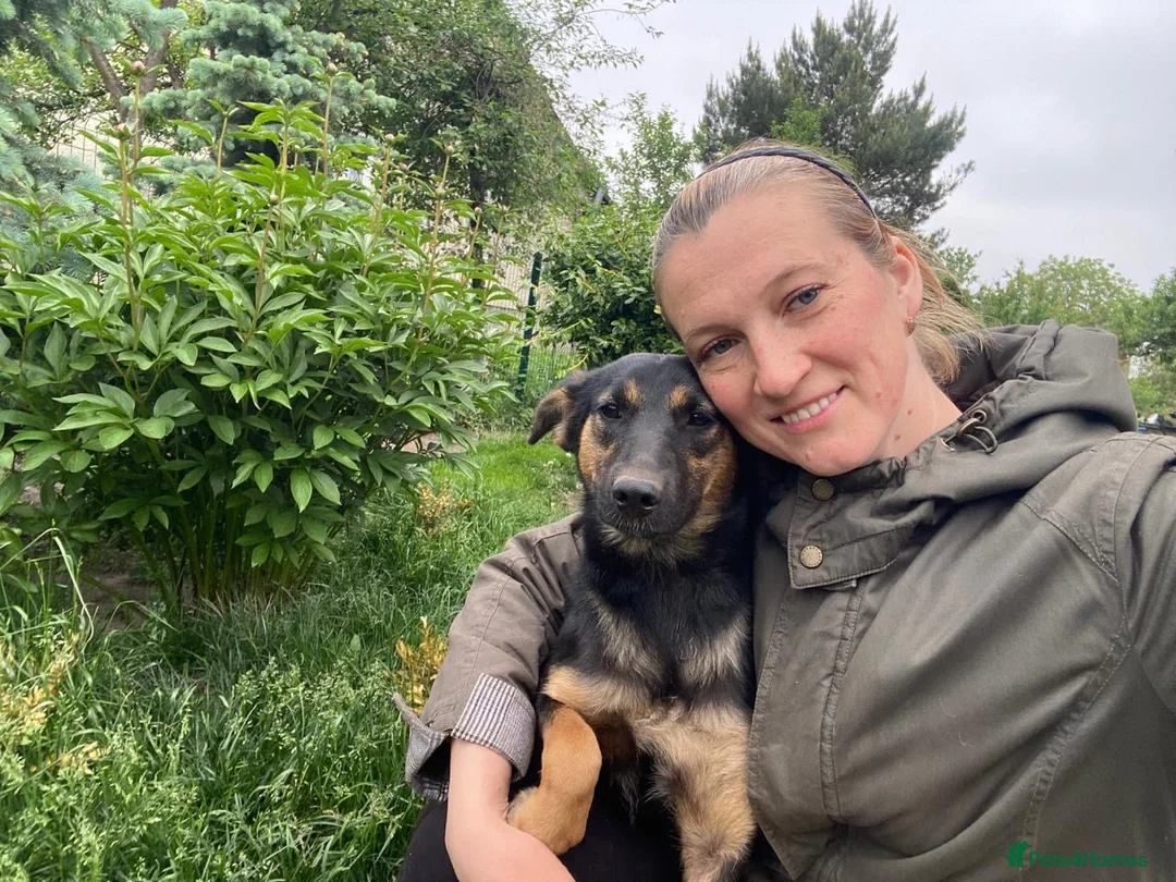 Mixed Breed dogs for adoption: ❤️🐶 GINA – GENTLE PEOPLE, PLAYFUL DOGS in Burton-on-Trent - Advert 2