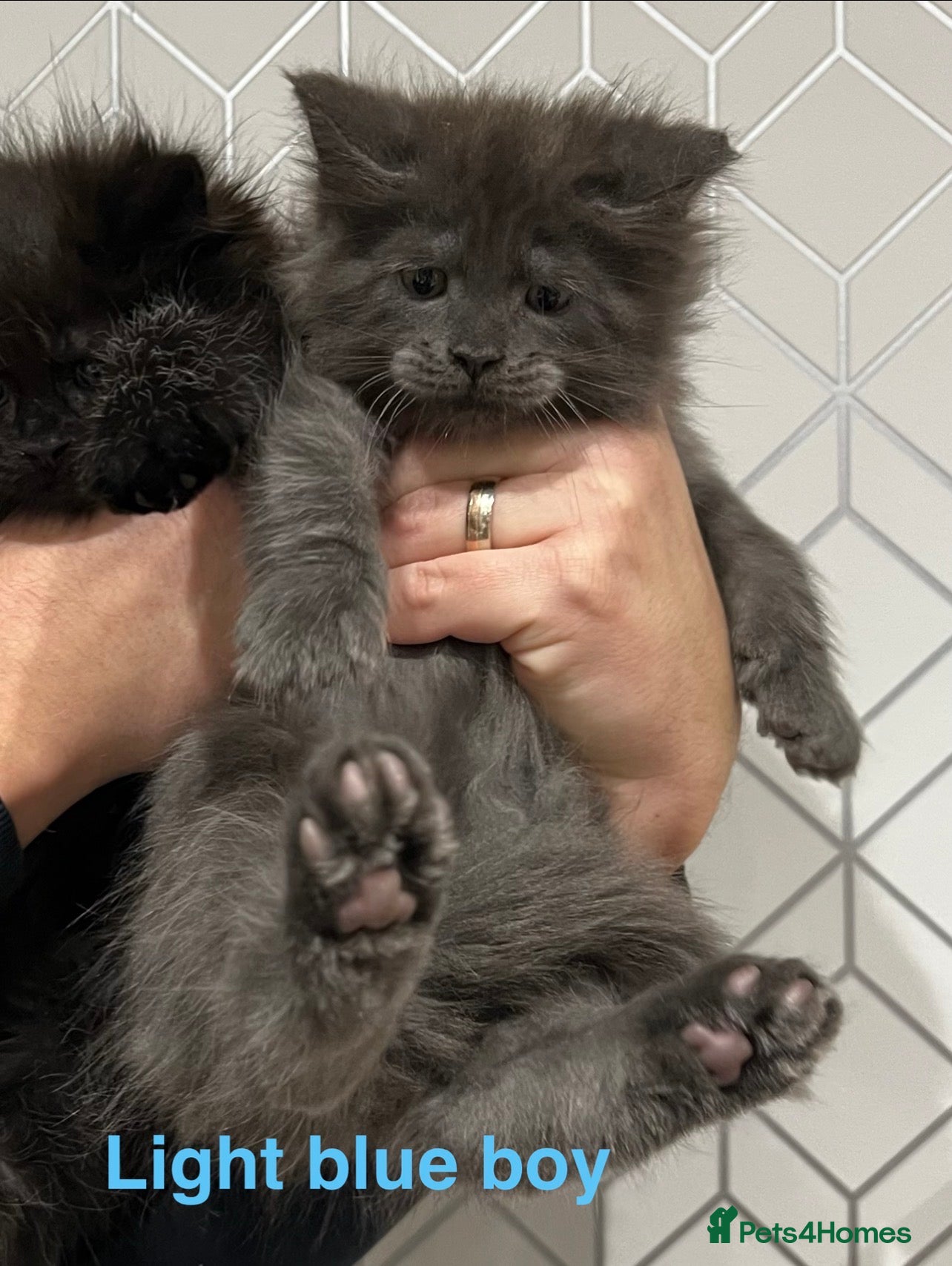 Maine Coon cats Maine coon kittens blue silver smoke rare colours - Advert 4