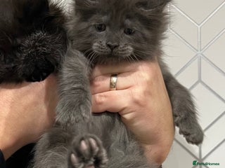 Maine Coon cats Maine coon kittens blue silver smoke rare colours - Advert 4