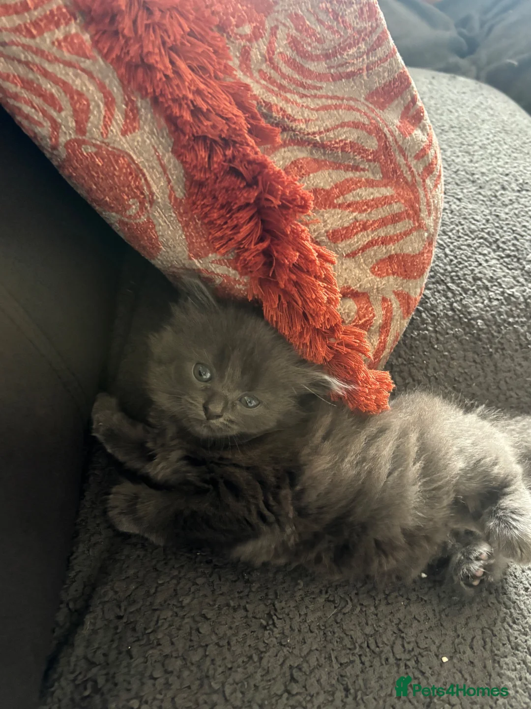 Mixed Breed cats for sale: Very fluffy girl - Advert 4