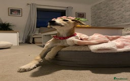 Lurcher dogs for sale: Lurcher girl  - Image 3